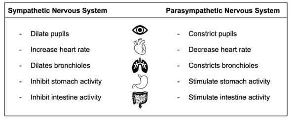 Pelvic Pain - Sympathetic Nervous System and Parasympathetic Nervous System
